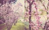 cherryblossomfestival2