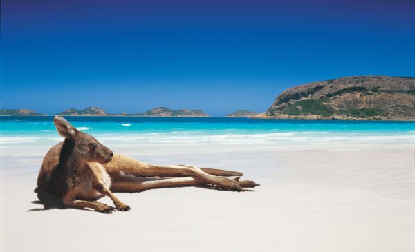 kangaroo-on-lucky-bay-beach