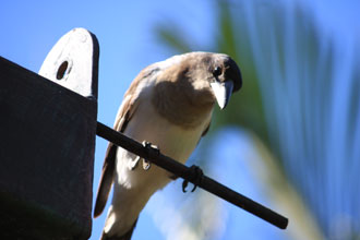 バイロンベイの鳥