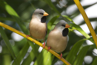 ダーウィンの鳥